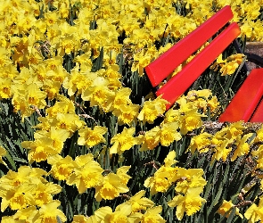 Narcyzy żonkile, Żółte, Czerwona, Ławka