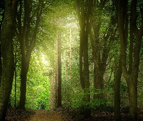 Rozświetlony, Droga, Drzewa, Las