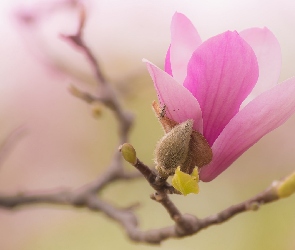 Gałąź, Magnolia, Kwiat, Pąki, Bladoróżowy