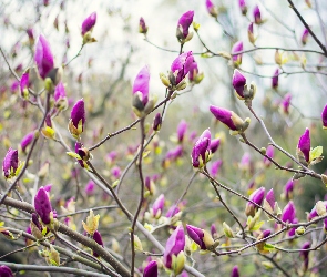 Fioletowe, Magnolia, Pąki, Kwiaty, Gałązki