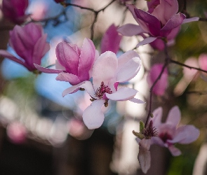 Bladoróżowe, Magnolia, Kwiaty, Rozwinięte, Gałęzie