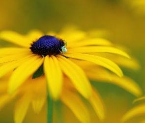 Pająk, Kwiat, Rudbekia, Żółty