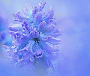 Zbliżenie, Hiacynt, Kwiat, Niebieski