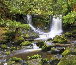 Las, Rzeka, Wodospad, Kamienie, Park Narodowy Mount Field, Australia, Horseshoe Falls, Stan Tasmania, Paprocie, Skała, Omszałe