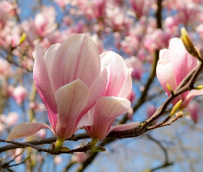 Magnolia, Gałązki, Kwiaty, Pąki, Różowe