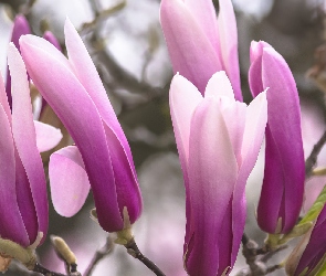 Kwiaty, Gałązka, Magnolie