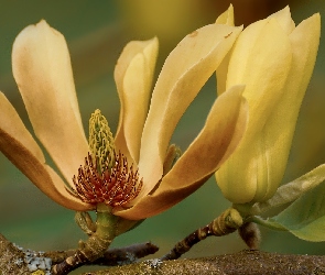 Kwitnąca, Płatki, Żółte, Magnolia