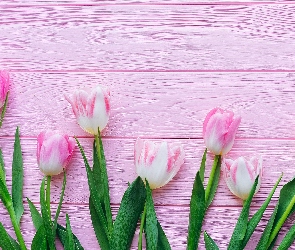 Biało-różowe, Deski, Różowe, Tulipany
