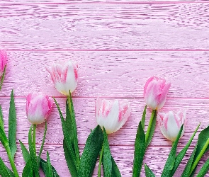 Deski, Różowe, Biało-różowe, Tulipany
