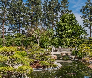 Ogród, Kalifornia, Earl Burns Miller Japanese Garden, Stany Zjednoczone, Long Beach, Krzewy, Most, Staw, Drzewa