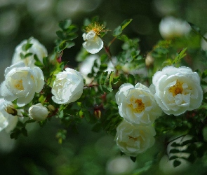 Krzew, Róże, Białe