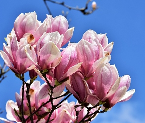 Magnolia, Gałęzie, Kwiaty, Biało-różowe