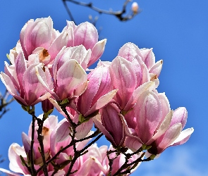 Gałęzie, Kwiaty, Magnolia, Biało-różowe