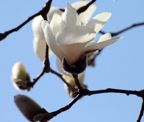 Gałązka, Magnolia, Biała