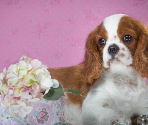 Szczeniak, Hortensja, Kwiat, Cavalier king charles spaniel, Pies