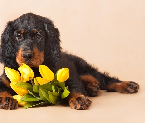 Pies, Tulipany, Kwiaty, Seter szkocki
