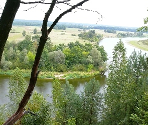 Drzewo, Rzeka