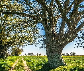 Pola, Wiosna, Droga, Drzewa