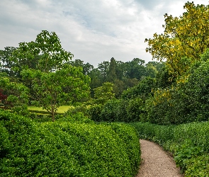 Park, Welshpool, Glicynia, Walia, Lato, Krzewy, Ogród Powis Garden, Alejka, Drzewa