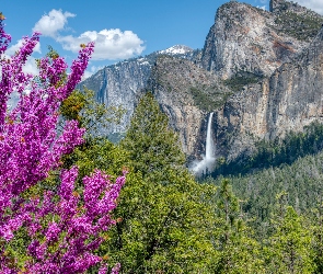 Wodospad, Góry, Drzewa, Stany Zjednoczone, Park Narodowy Yosemite, Bridalveil Fall, Kalifornia, Sierra Nevada