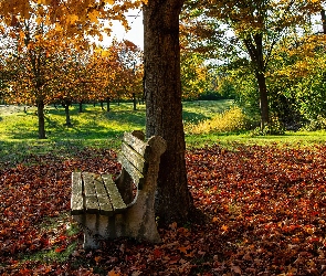 Drzewa, Ławka, Jesień, Park, Opadłe, Liście