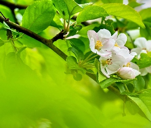Białe, Drzewo owocowe, Liście, Kwiaty, Gałązka