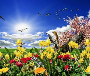 Kwiaty, Samolot, Kolorowe, Łąka, 2D, Owca, Ptaki, Wiosna, Narcyzy