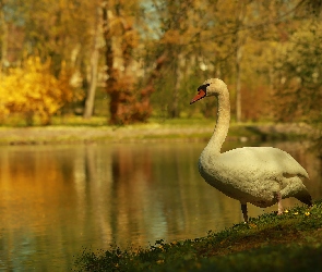 Jezioro, Ptak, Łabędź, Biały