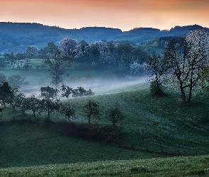 Drzewa, Wschód słońca, Wiosna, Mgła, Wzgórza