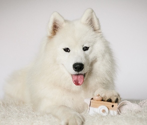 Zabawka, Mordka, Pies, Biały, Samojed, Język