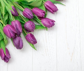 Fioletowe, Deski, Tulipany, Kwiaty