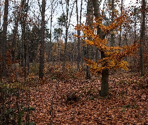 Las, Jesień, Liście, Opadłe, Brązowe, Drzewa