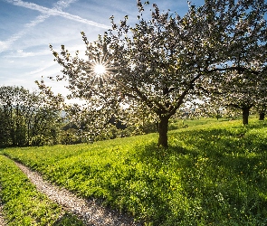 Kwitnące, Wiosna, Promienie słońca, Sad, Droga, Trawa, Drzewa