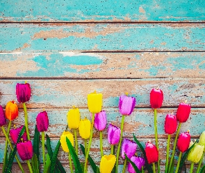 Deski, Tulipany, Sztuczne, Kolorowe