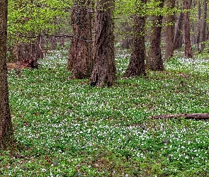 Zawilce, Kwiaty, Wiosna, Las