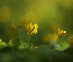 Ziarnopłony wiosenne, Kwiaty, Żółte