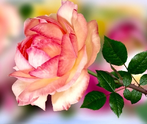 Grafika, Liście, Kwiat, Róża