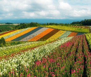 Kwiaty, Kolorowe, Wyspa Hokkaido, Wzgórza, Plantacja, Japonia, Furano
