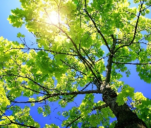 Zielone, Słońce, Przebijające, Drzewo