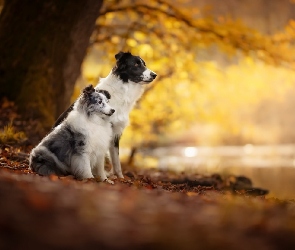 Owczarek szetlandzki, Border collie, Dwa, Psy
