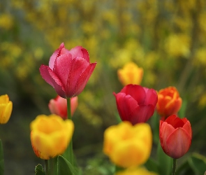 Kwiaty, Żółte, Tulipany, Czerwone