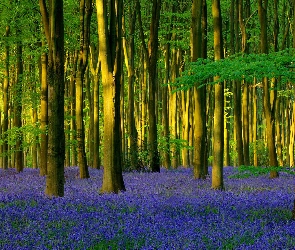 Wieś Micheldever, Micheldever Wood, Hrabstwo Hampshire, Anglia, Światło słoneczne, Kwiaty, Drzewa, Hiacyntowiec zwyczajny, Las