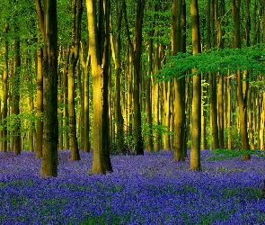 Anglia, Hiacyntowiec zwyczajny, Drzewa, Światło słoneczne, Kwiaty, Micheldever Wood, Hrabstwo Hampshire, Wieś Micheldever, Las