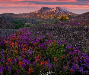 Stany Zjednoczone, Wschód słońca, Castilleja, Stan Waszyngton, Wulkan Mount St Helens, Góra, Drzewa, Łąka, Góry Kaskadowe, Kwiaty