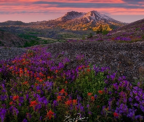 Stany Zjednoczone, Góra, Kwiaty, Wulkan Mount St Helens, Góry Kaskadowe, Łąka, Wschód słońca, Castilleja, Stan Waszyngton, Drzewa