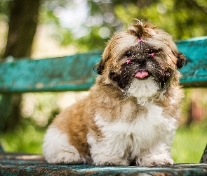 Ławka, Gumki, Shih tzu, Pies, Szczeniak, Różowe