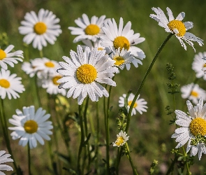 Margerytki, Zbliżenie, Kwiaty