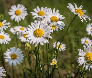 Kwiaty, Zbliżenie, Margerytki