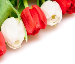 Czerwone, Tulipany, Biało