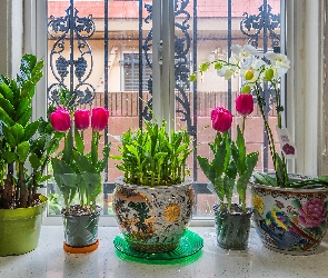Tulipany, Okno, Doniczki, Storczyki, Kwiaty